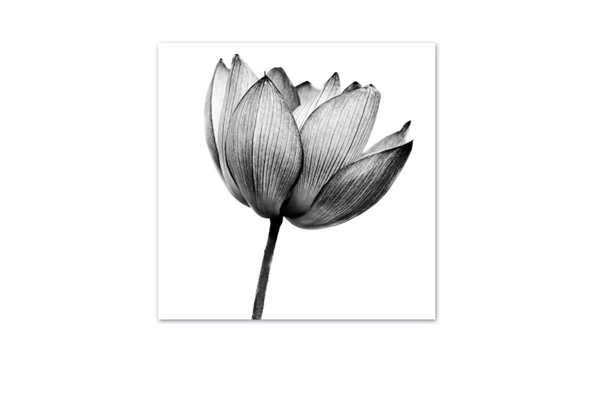 Lotus Flower in Black & White | Canvas Wall Art Print - Final Touch Decor