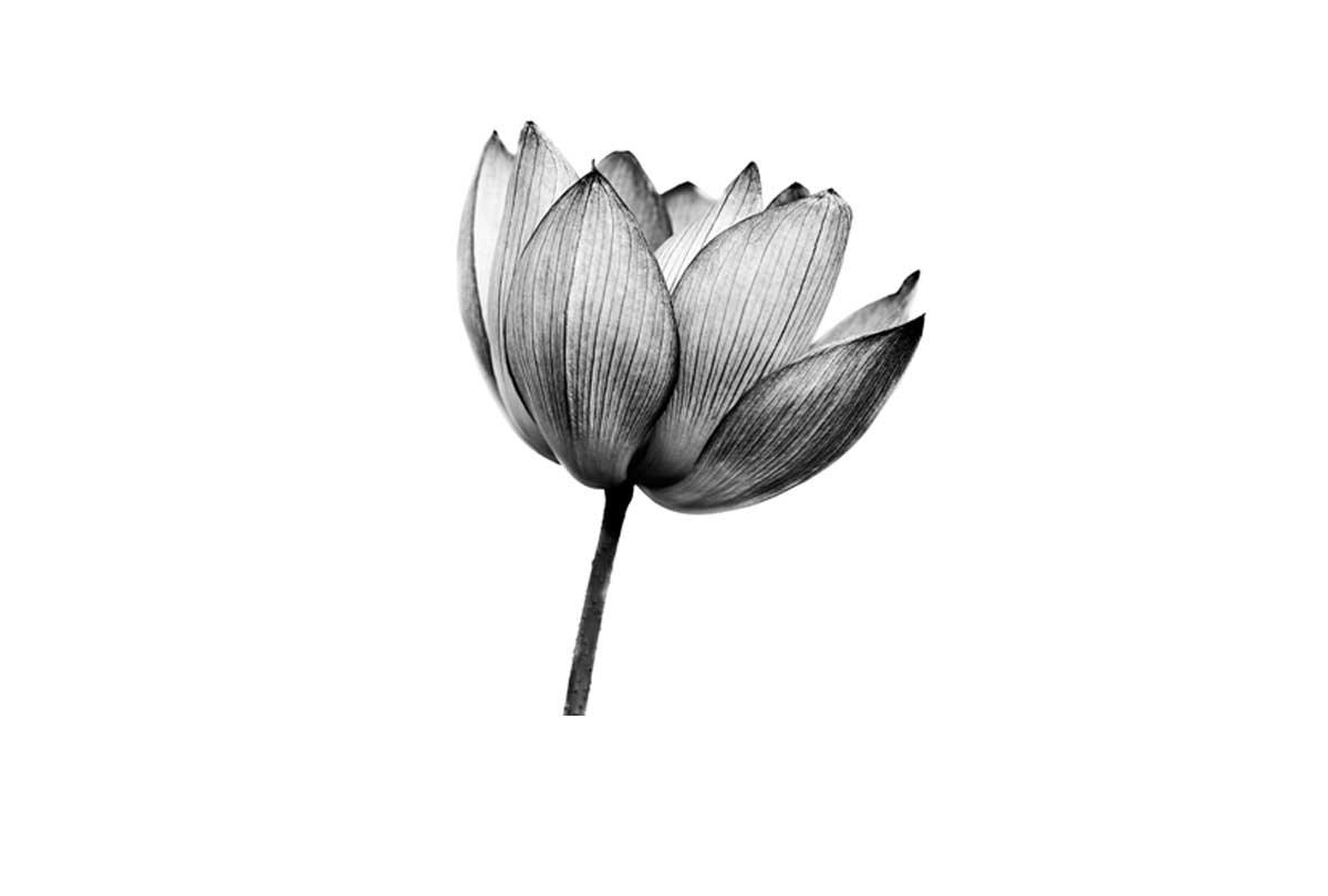 Lotus Flower in Black & White | Canvas Wall Art Print - Final Touch Decor