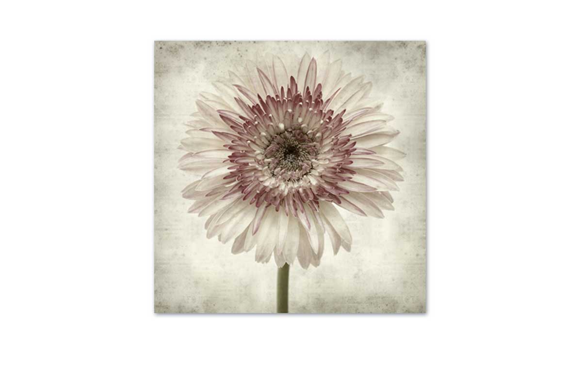 Vintage Daisy | Canvas Wall Art Print - Final Touch Decor