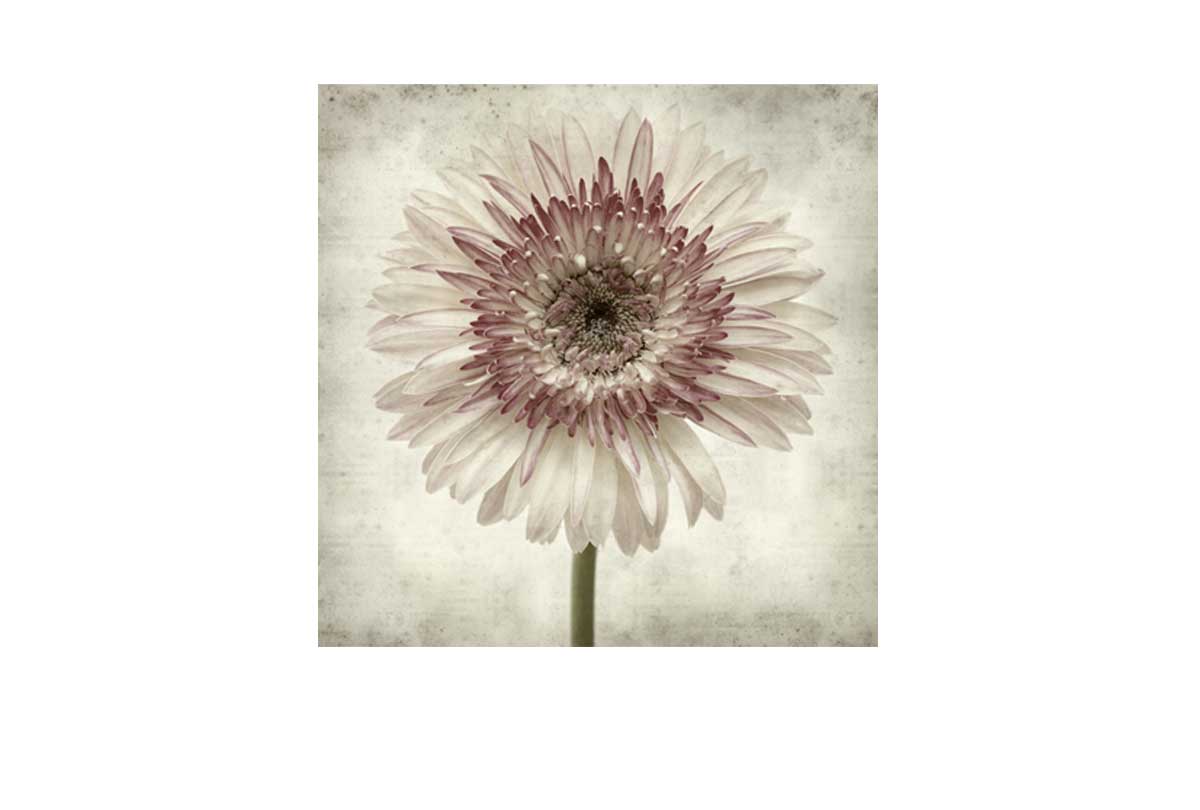 Vintage Daisy | Canvas Wall Art Print - Final Touch Decor