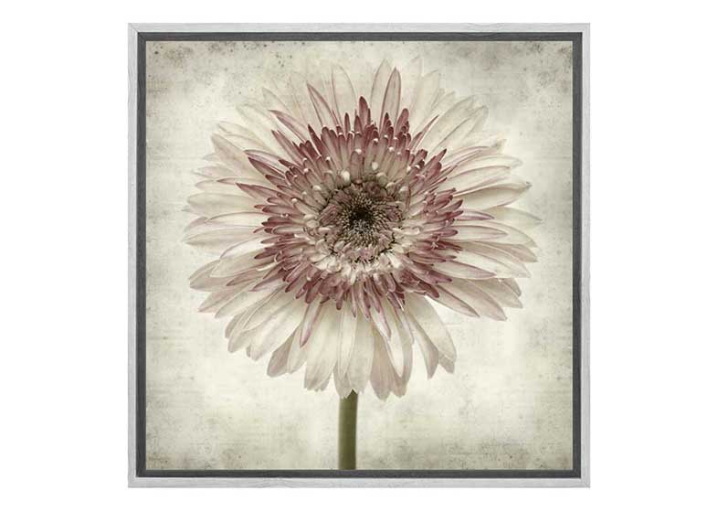 Vintage Daisy | Canvas Wall Art Print - Final Touch Decor