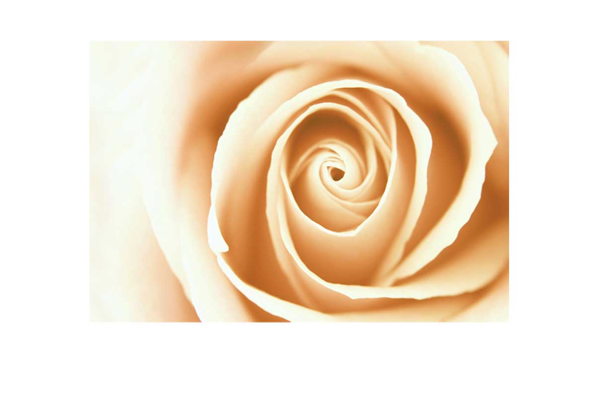 Sepia Rosebud | Canvas Wall Art Print - Final Touch Decor
