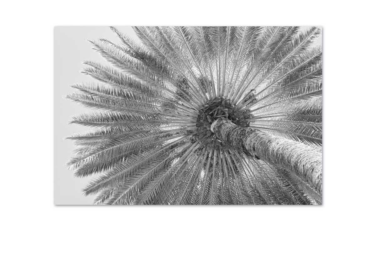 B&W Palm from Below | Canvas Wall Art Print - Final Touch Decor