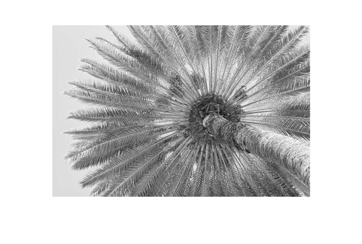 B&W Palm from Below | Canvas Wall Art Print - Final Touch Decor