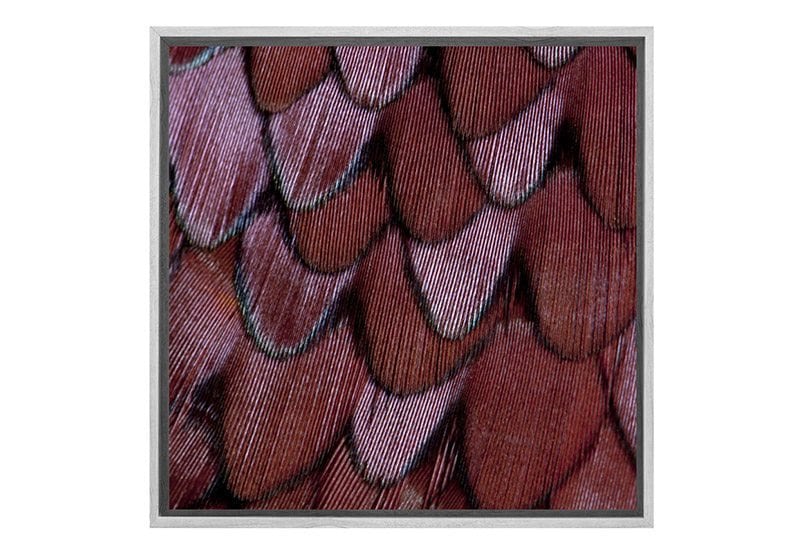 Maroon Feathers | Canvas Art Print - Final Touch Decor