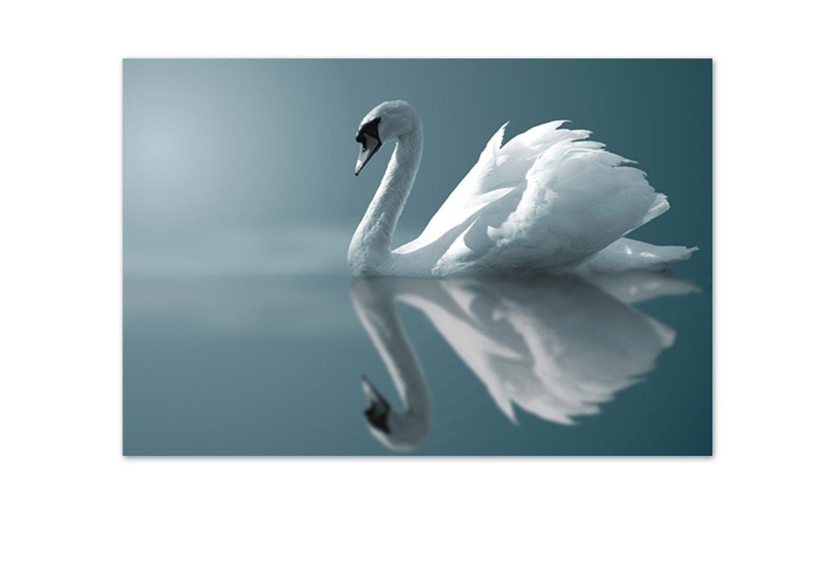 White Swan | Canvas Art Print - Final Touch Decor