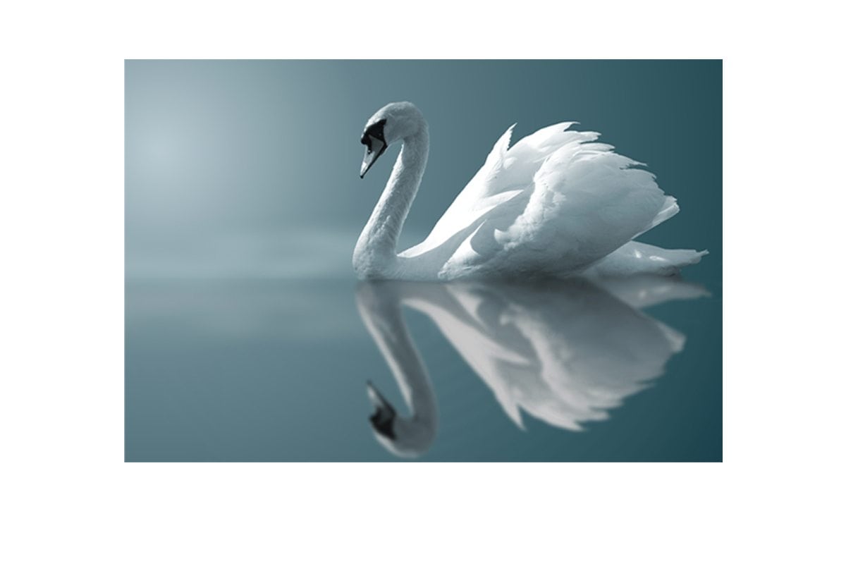 White Swan | Canvas Art Print - Final Touch Decor