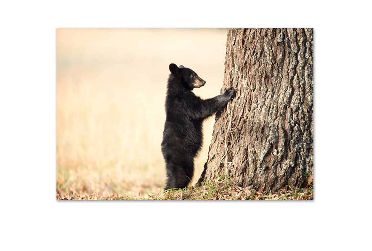 Black Bear Cub | Canvas Wall Art Print - Final Touch Decor