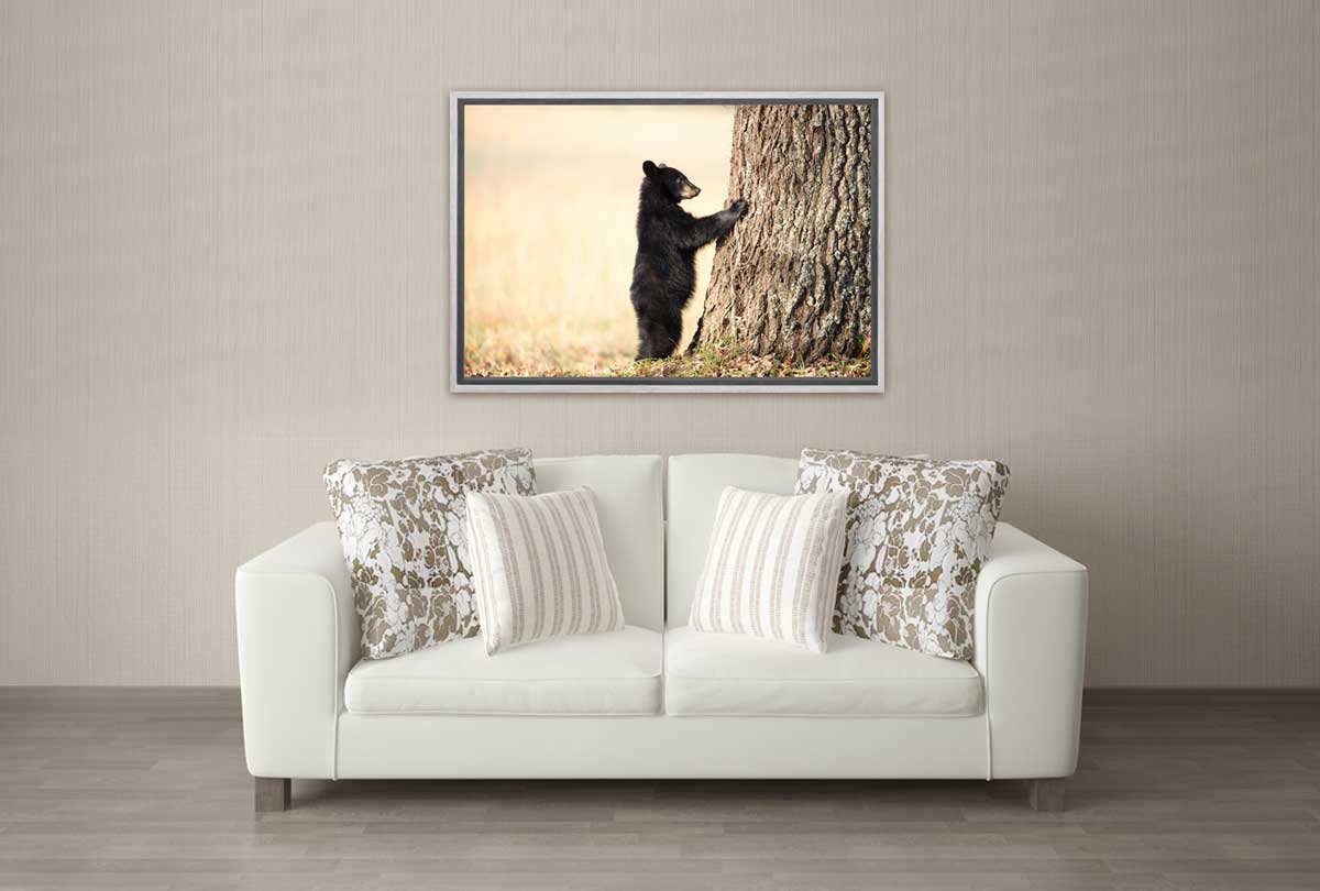 Black Bear Cub | Canvas Wall Art Print - Final Touch Decor