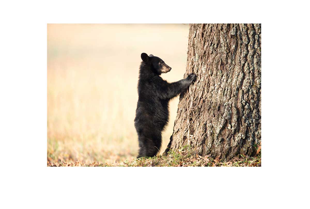 Black Bear Cub | Canvas Wall Art Print - Final Touch Decor