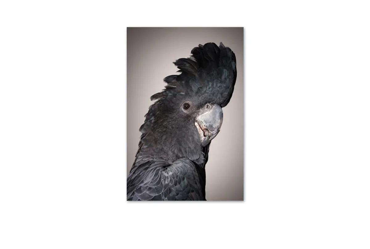 Black Cockatoo | Canvas Wall Art Print - Final Touch Decor