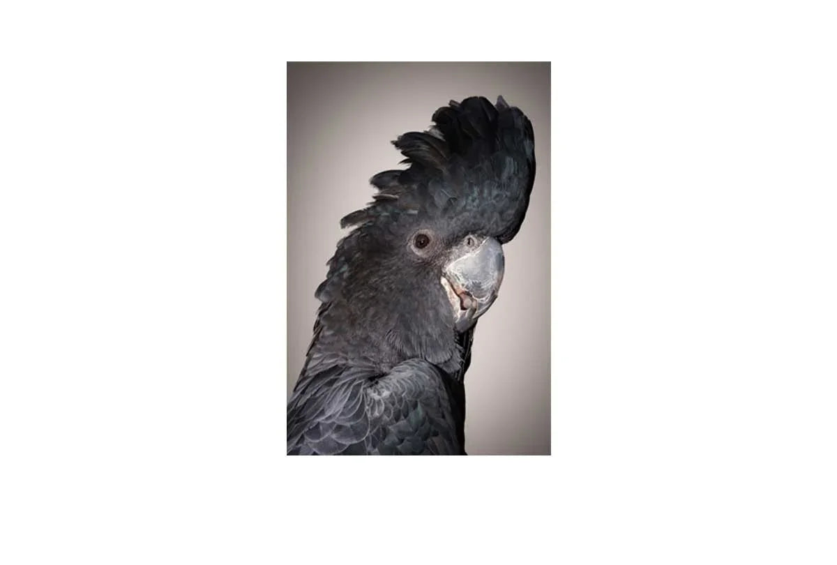 Black Cockatoo | Canvas Wall Art Print - Final Touch Decor
