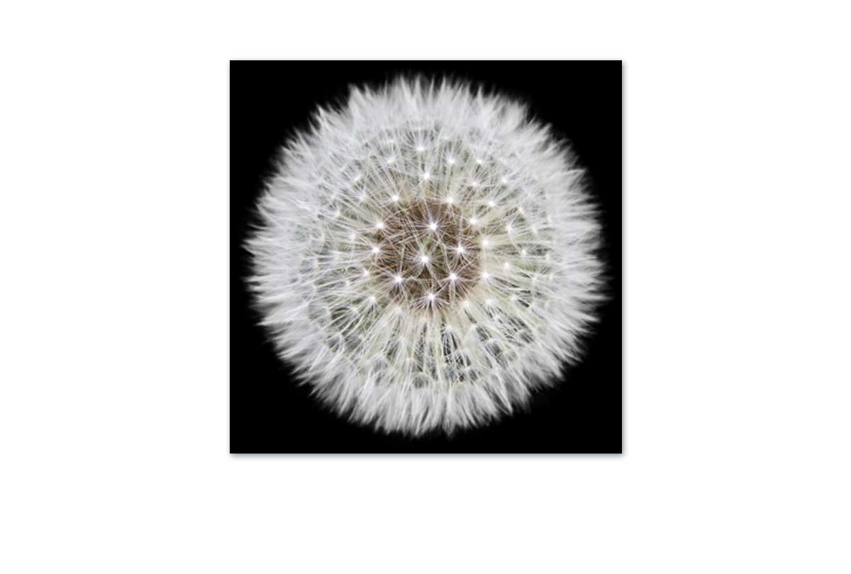 Dandelion Black Background | Canvas Wall Art Print - Final Touch Decor
