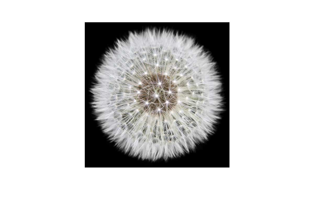 Dandelion Black Background | Canvas Wall Art Print - Final Touch Decor