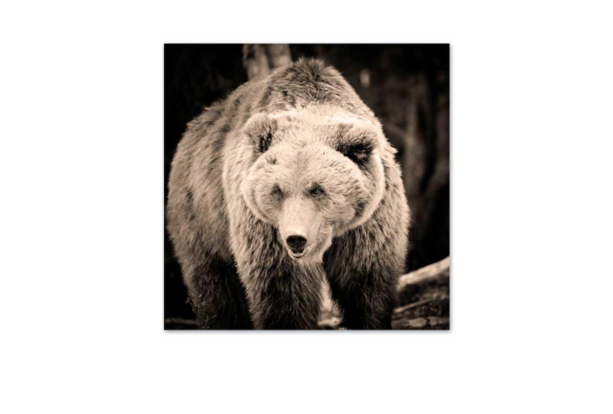 European Brown Bear | Canvas Wall Art Print - Final Touch Decor