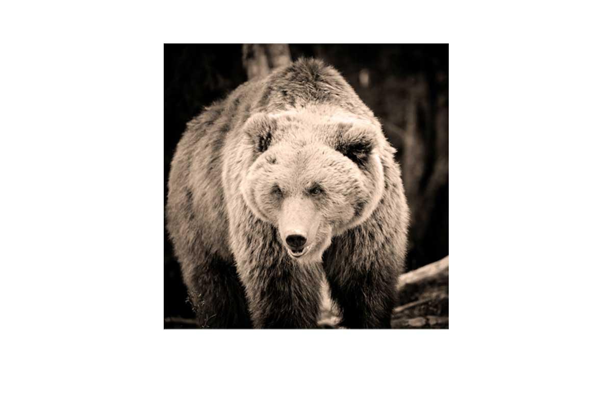European Brown Bear | Canvas Wall Art Print - Final Touch Decor
