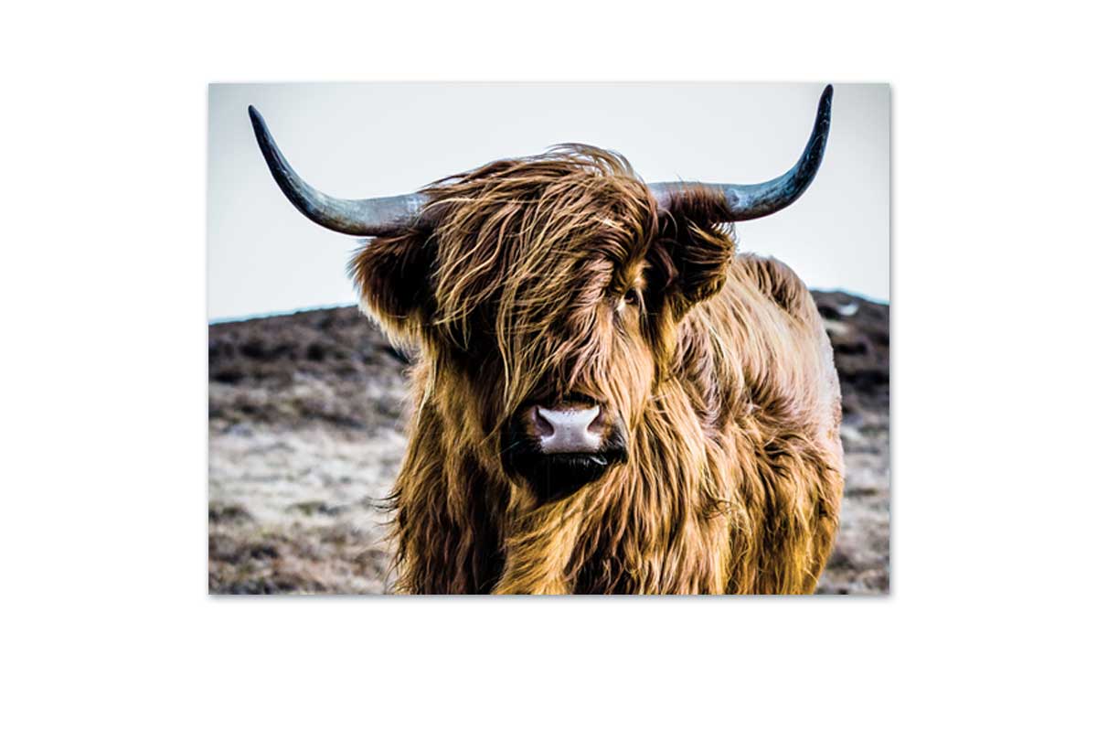Highland Cow | Canvas Wall Art Print - Final Touch Decor