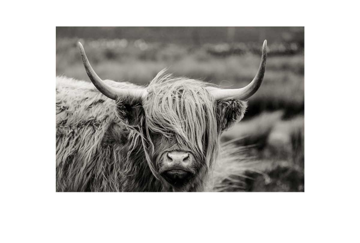 Highland Cow Monochrome | Canvas Wall Art Print - Final Touch Decor