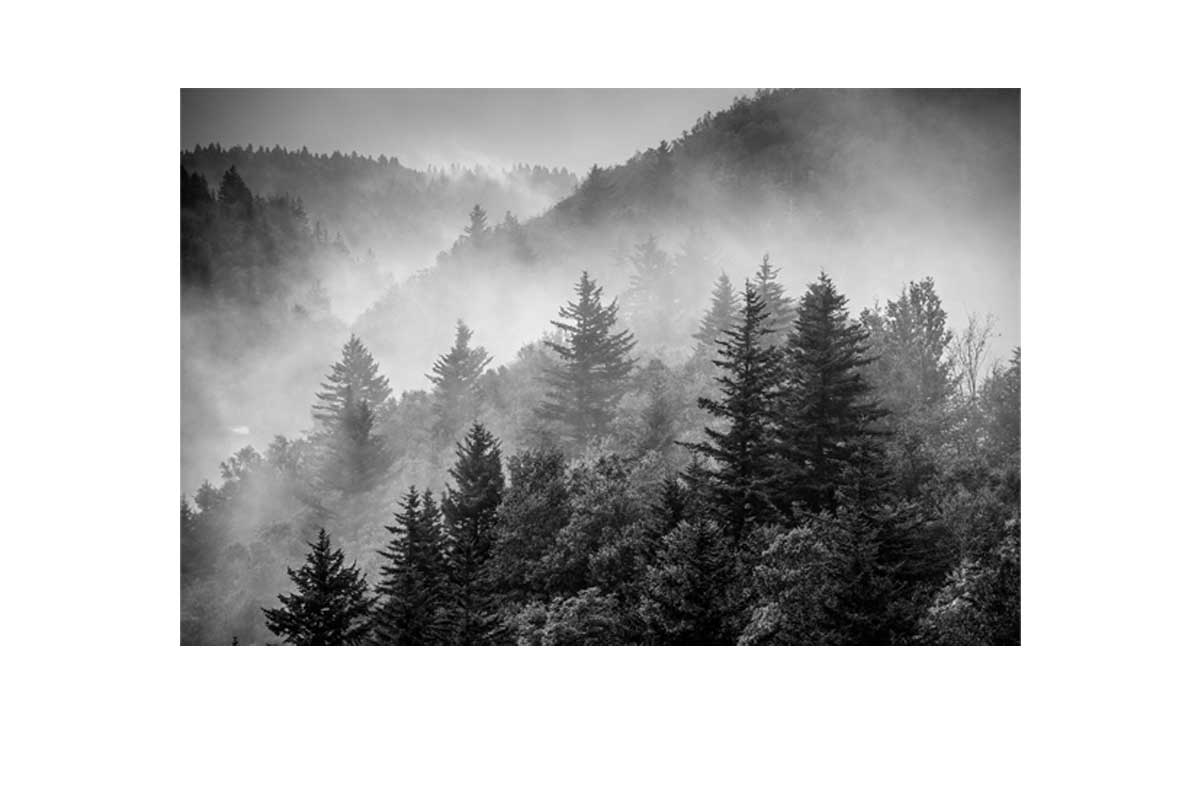 Misty Pine Forest | Canvas Wall Art Print - Final Touch Decor