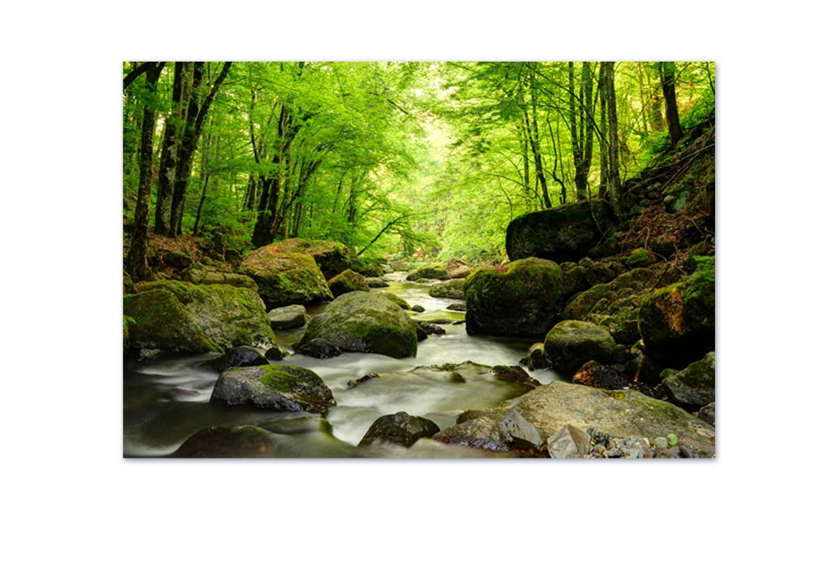 Tranquil Forest Creek | Canvas Wall Art Print - Final Touch Decor