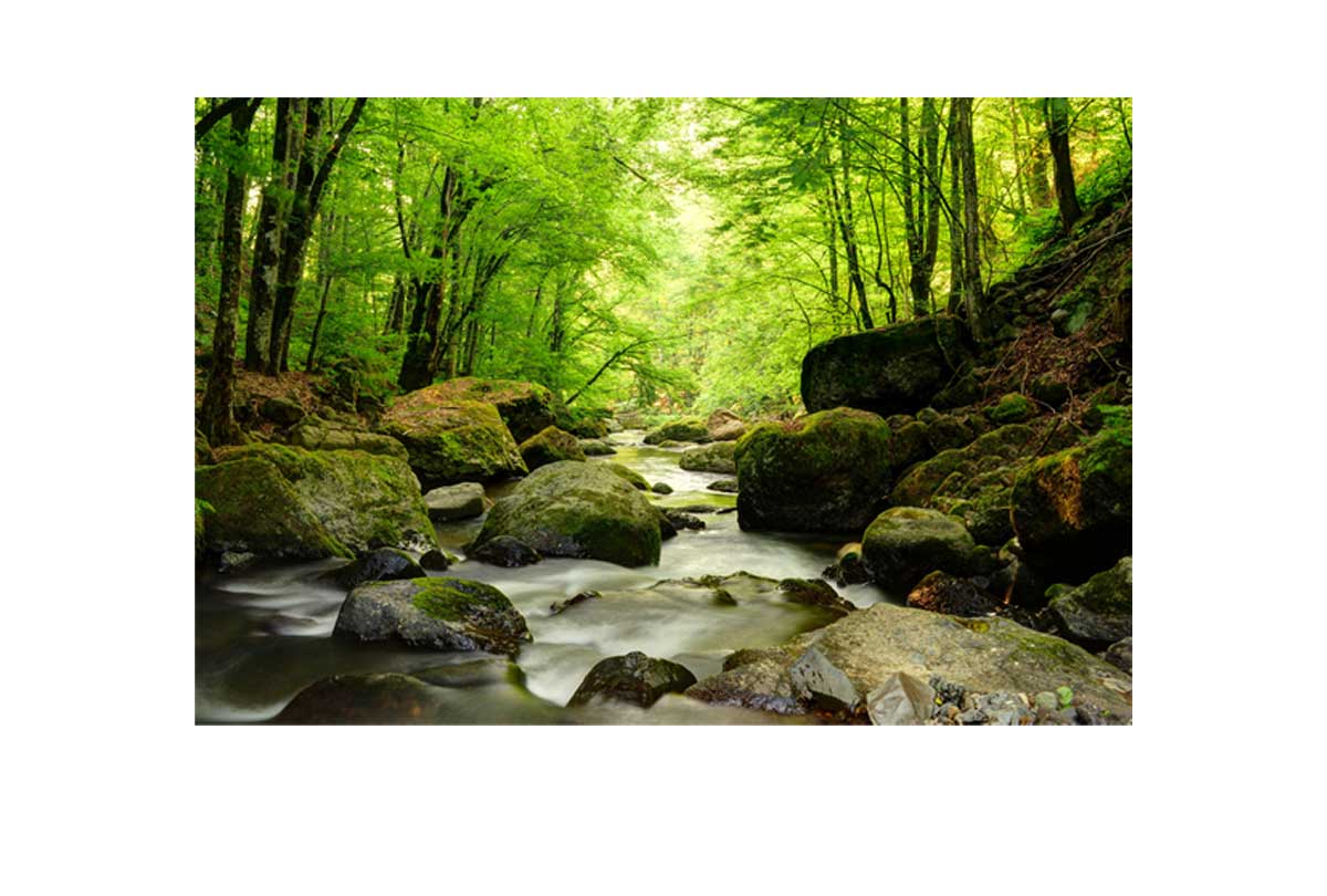 Tranquil Forest Creek | Canvas Wall Art Print - Final Touch Decor