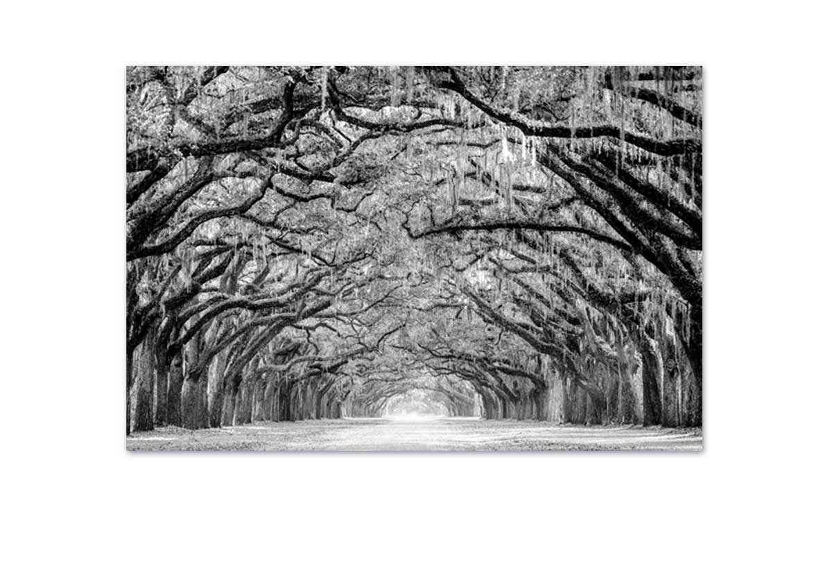 Avenue of Giant Oaks | Canvas Wall Art Print - Final Touch Decor