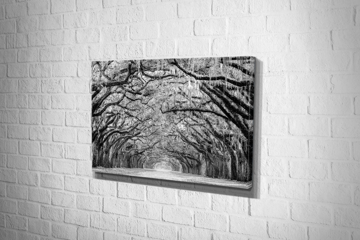 Avenue of Giant Oaks | Canvas Wall Art Print - Final Touch Decor