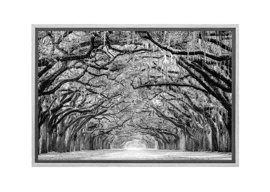 Avenue of Giant Oaks | Canvas Wall Art Print - Final Touch Decor