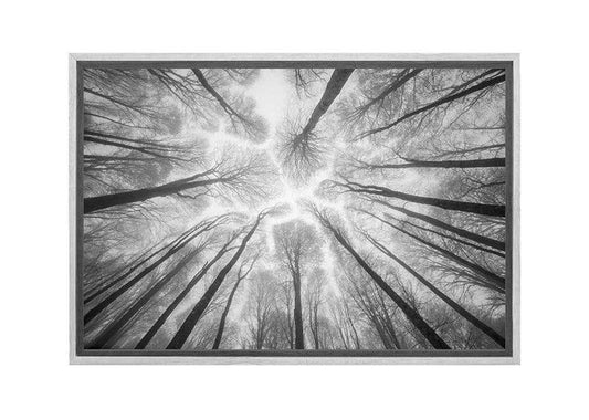 Winter Forest from Below | Canvas Wall Art Print - Final Touch Decor