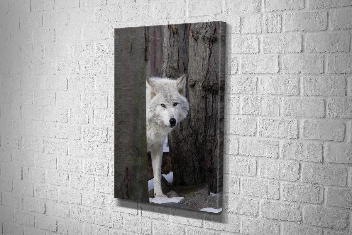 Timber Wolf | Canvas Wall Art Print - Final Touch Decor