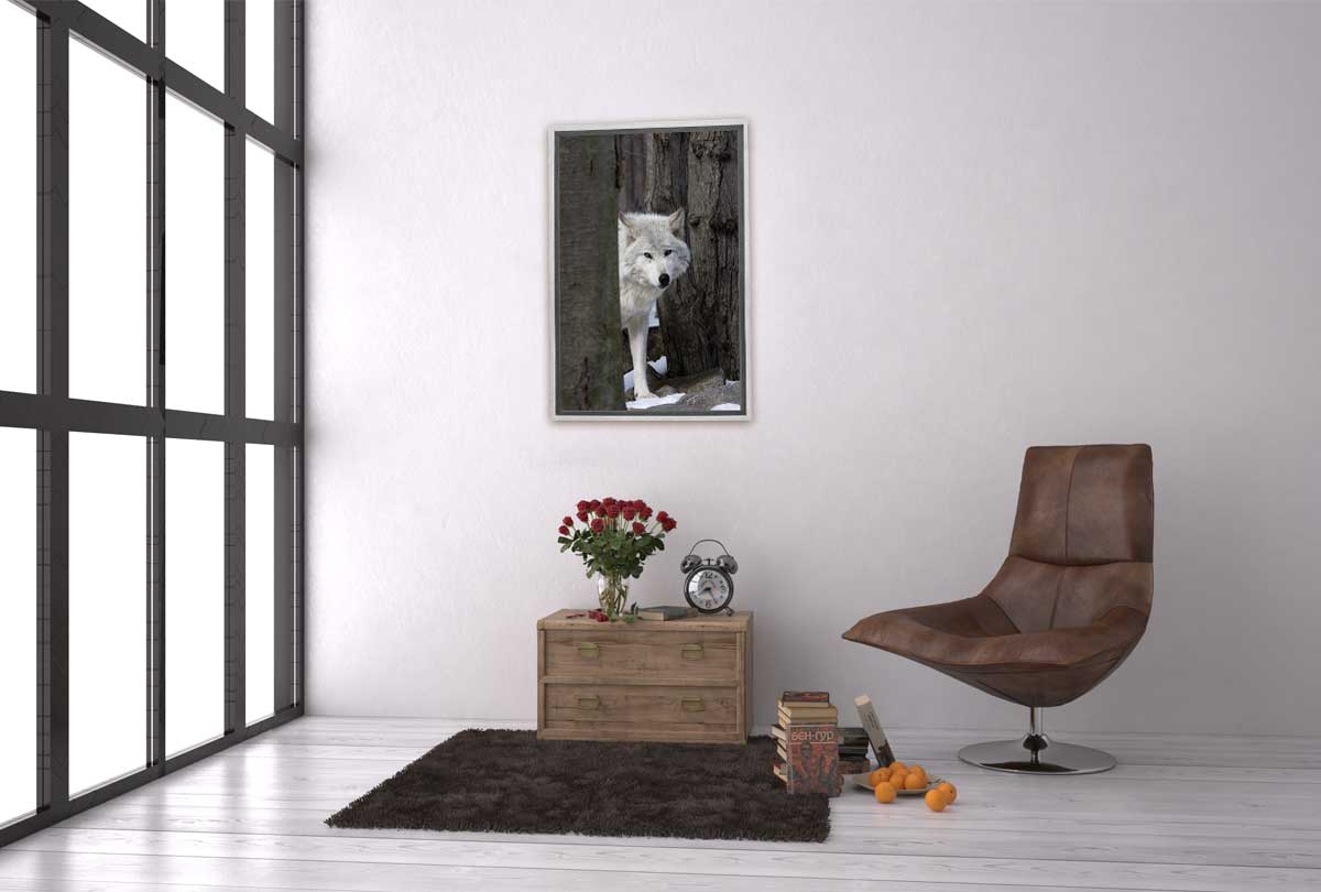 Timber Wolf | Canvas Wall Art Print - Final Touch Decor