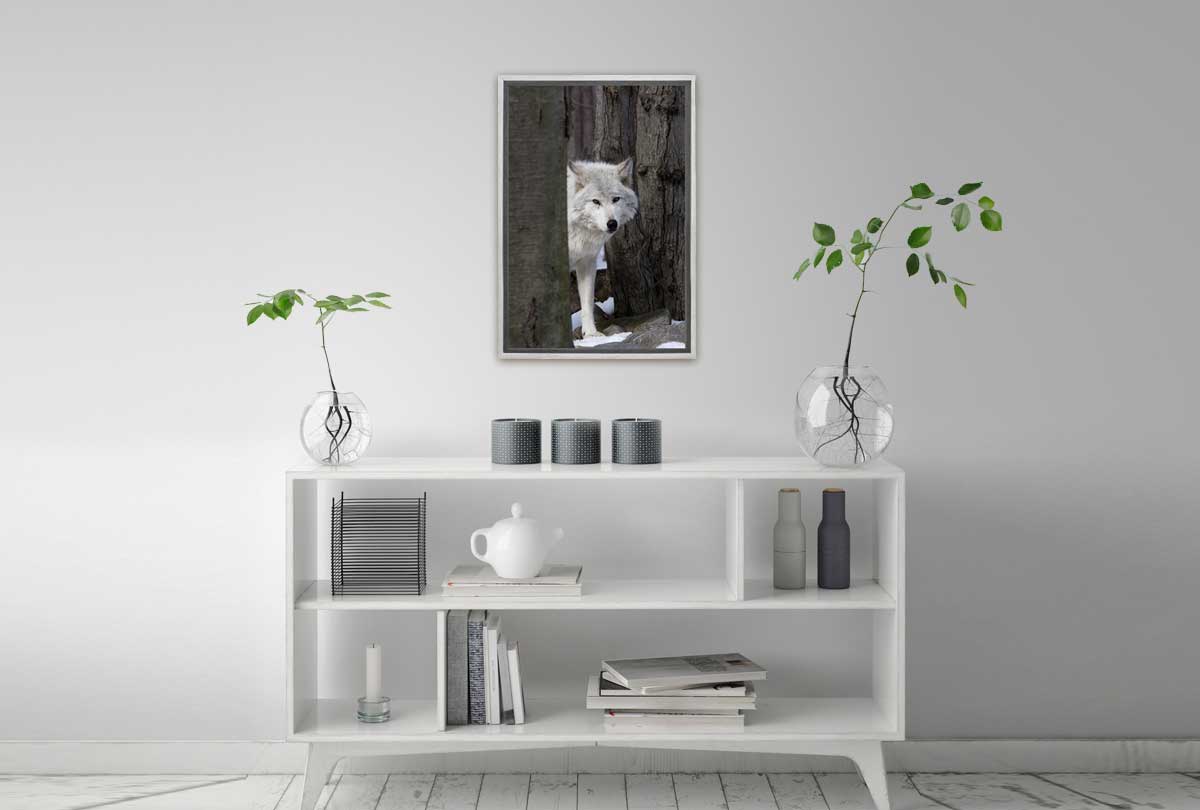 Timber Wolf | Canvas Wall Art Print - Final Touch Decor