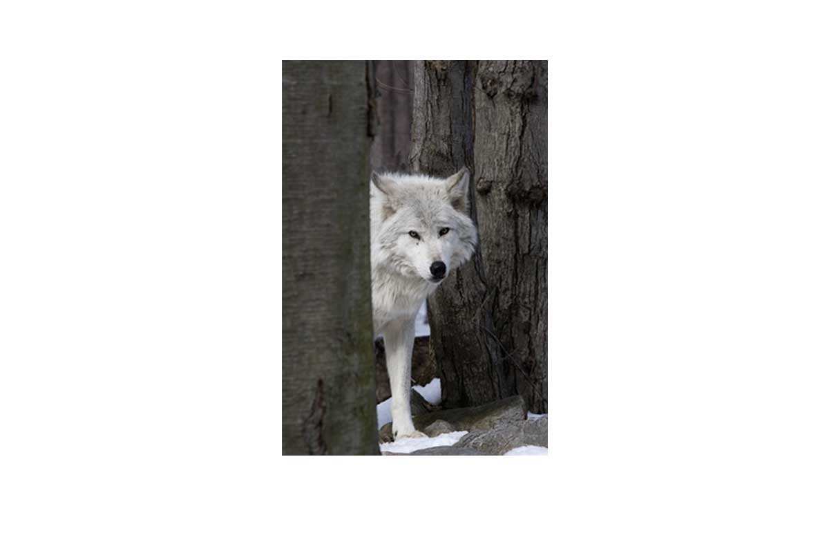 Timber Wolf | Canvas Wall Art Print - Final Touch Decor