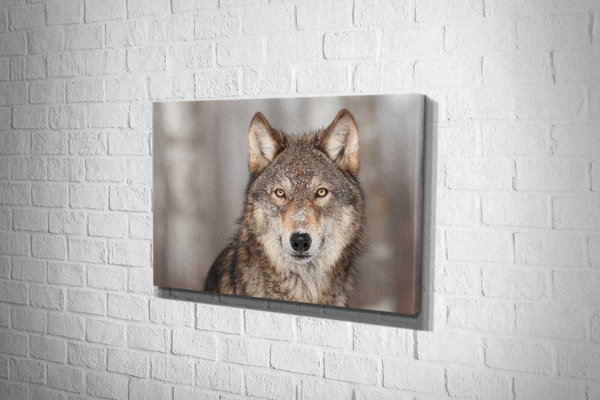 Grey Wolf Portrait | Canvas Wall Art Print - Final Touch Decor