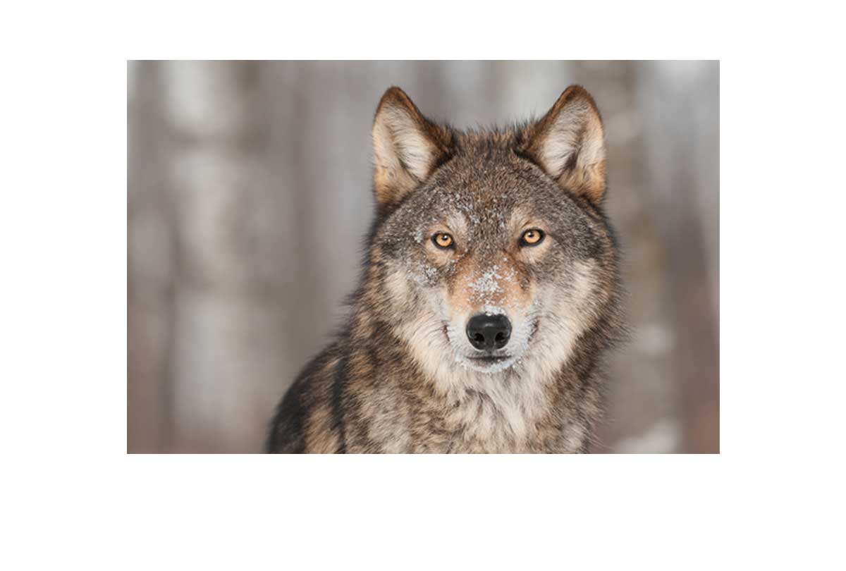 Grey Wolf Portrait | Canvas Wall Art Print - Final Touch Decor