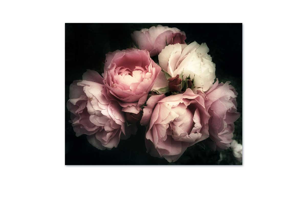Pink Posie | Canvas Wall Art Print - Final Touch Decor