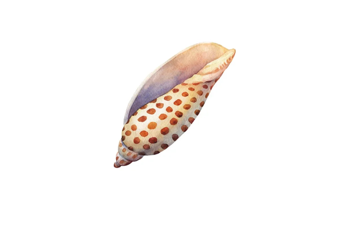 Junonia Sea Shell | Canvas Wall Art Print - Final Touch Decor