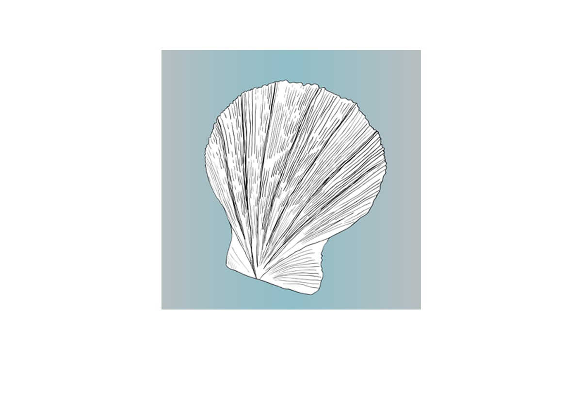 Shell 3 White on Teal | Canvas Wall Art Print - Final Touch Decor