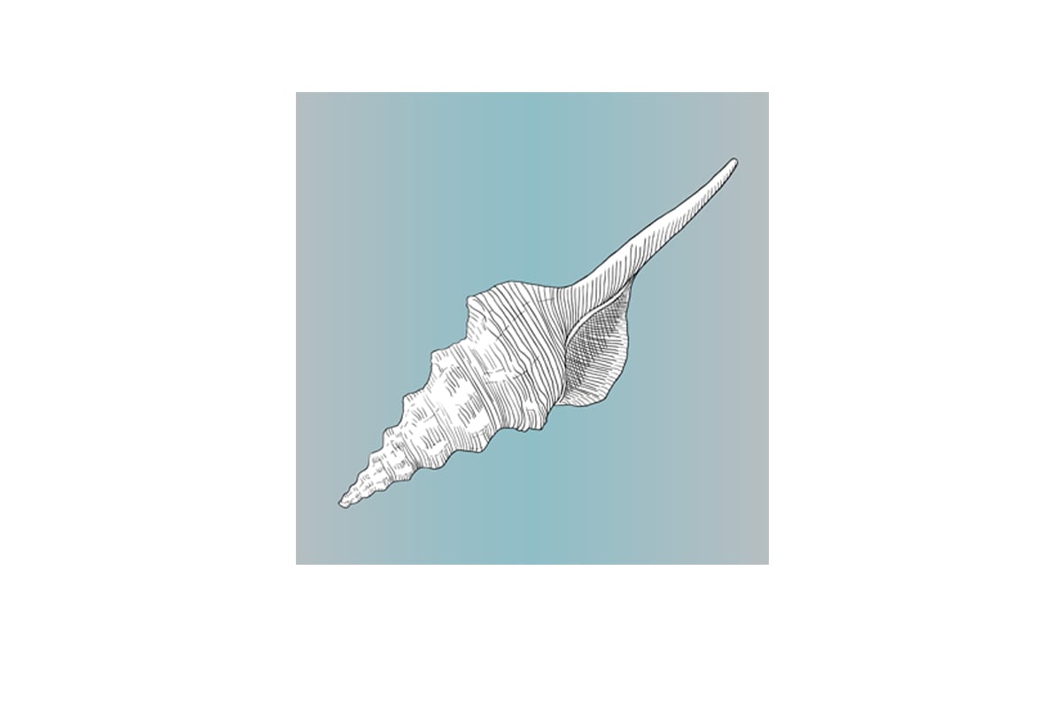 Shell White on Teal | Canvas Wall Art Print - Final Touch Decor