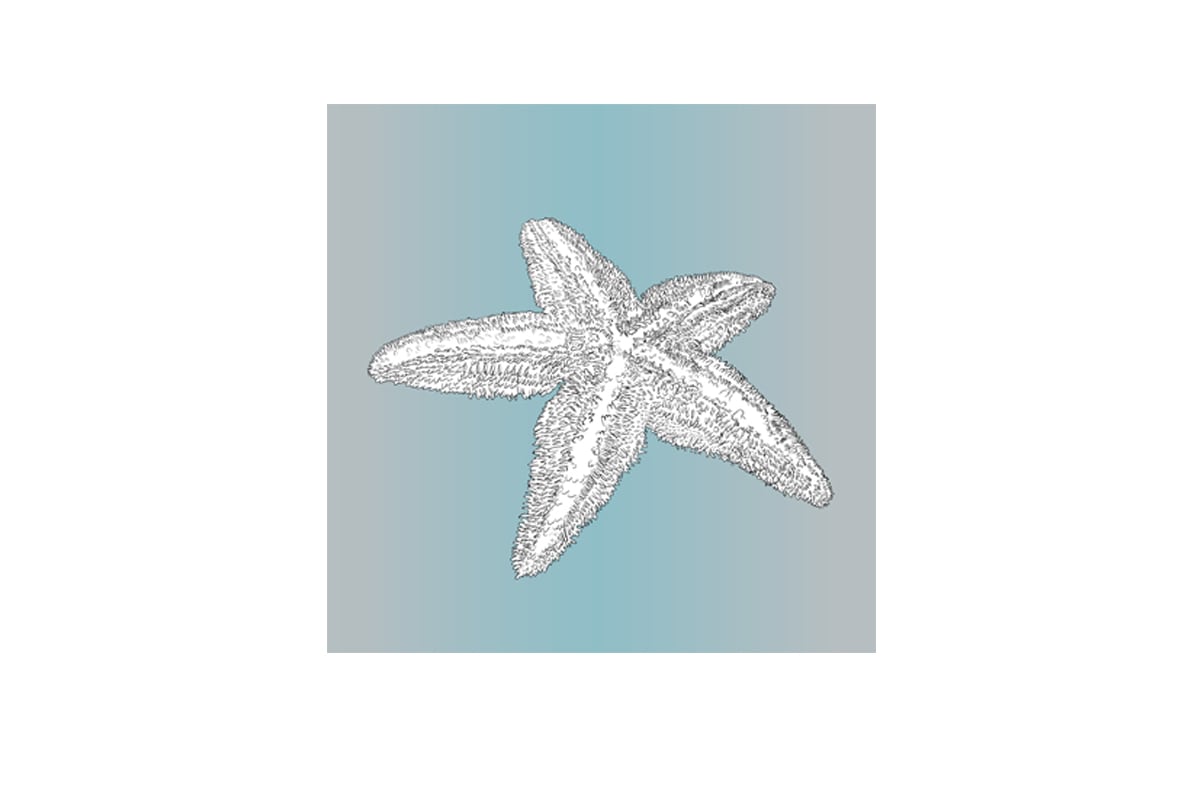 Star Fish White on Teal | Canvas Wall Art Print - Final Touch Decor