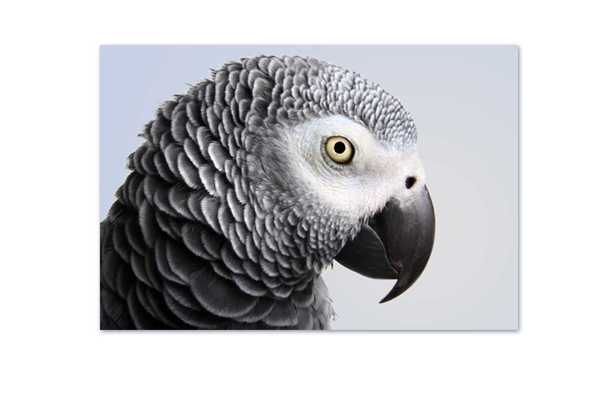 Grey African Parrot | Canvas Wall Art Print - Final Touch Decor