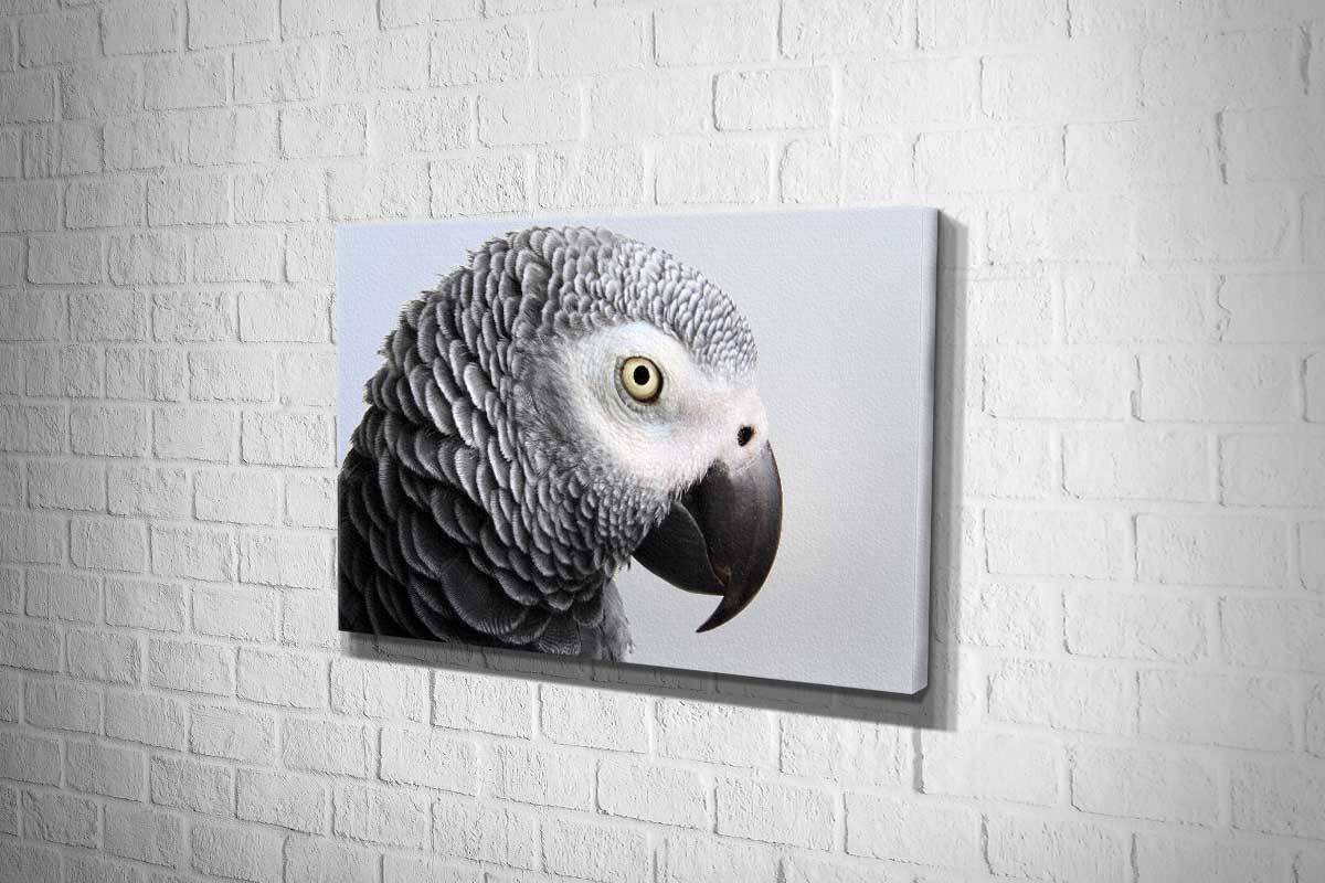 Grey African Parrot | Canvas Wall Art Print - Final Touch Decor