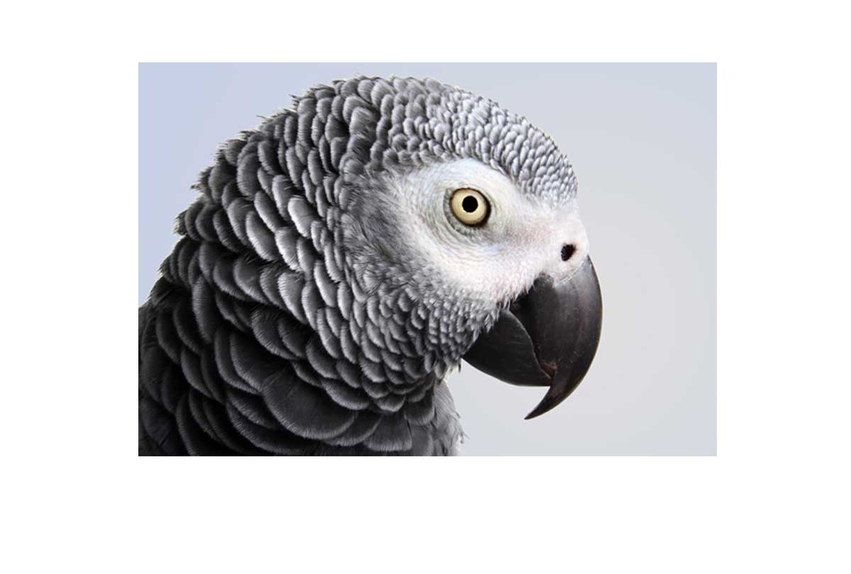 Grey African Parrot | Canvas Wall Art Print - Final Touch Decor