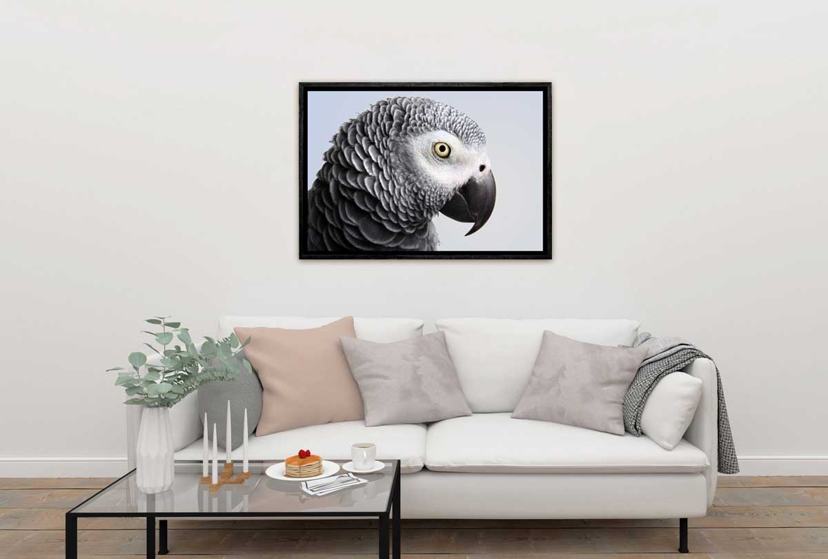 Grey African Parrot | Canvas Wall Art Print - Final Touch Decor