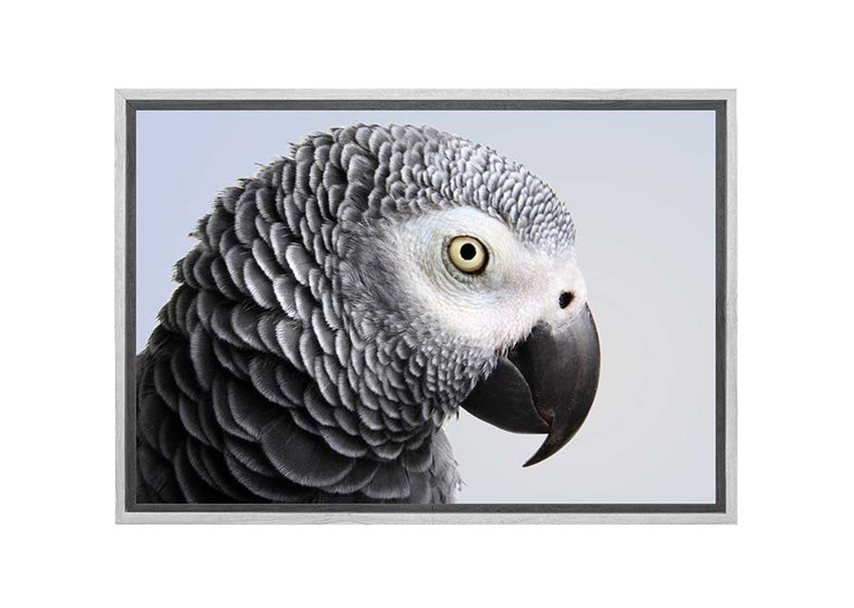 Grey African Parrot | Canvas Wall Art Print - Final Touch Decor