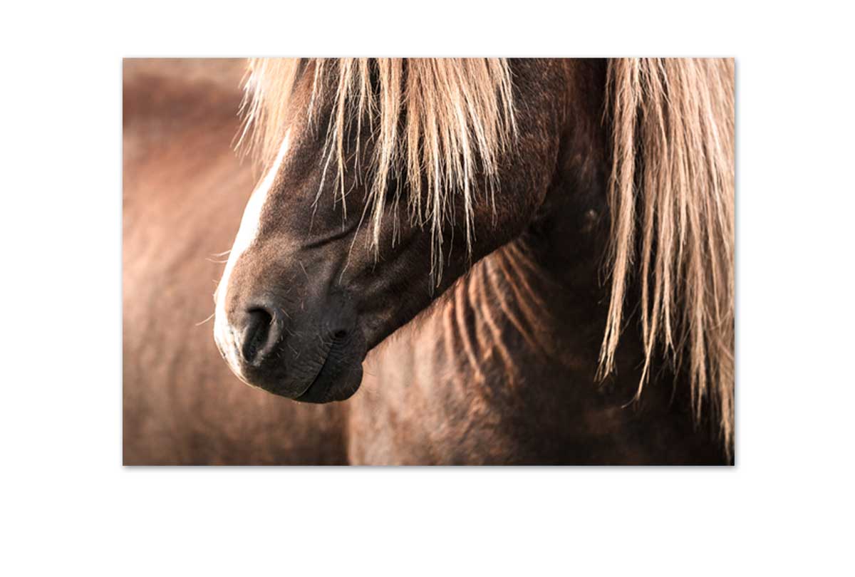 Icelandic Horse 3 | Canvas Wall Art Print - Final Touch Decor