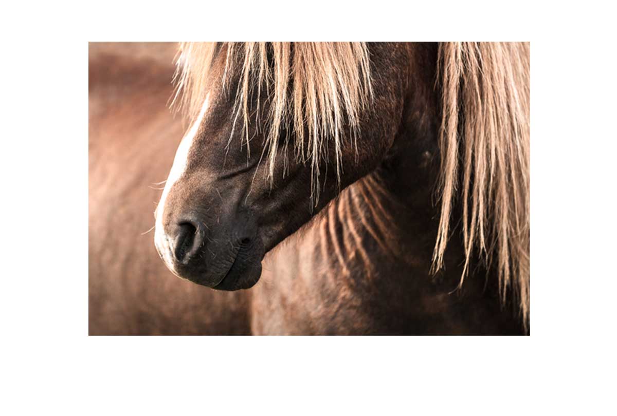 Icelandic Horse 3 | Canvas Wall Art Print - Final Touch Decor