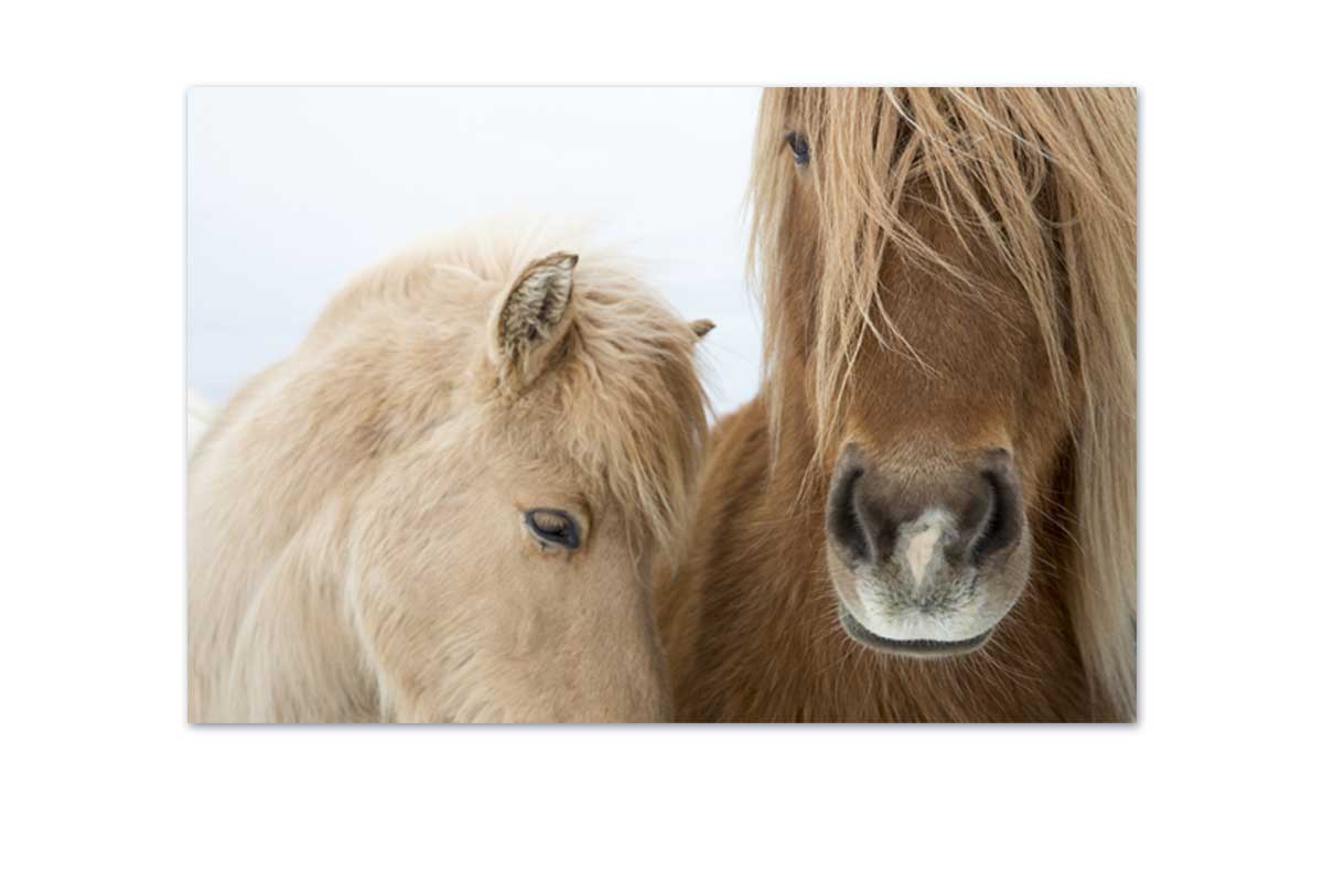 Icelandic Horses 2 | Canvas Art Print - Final Touch Decor