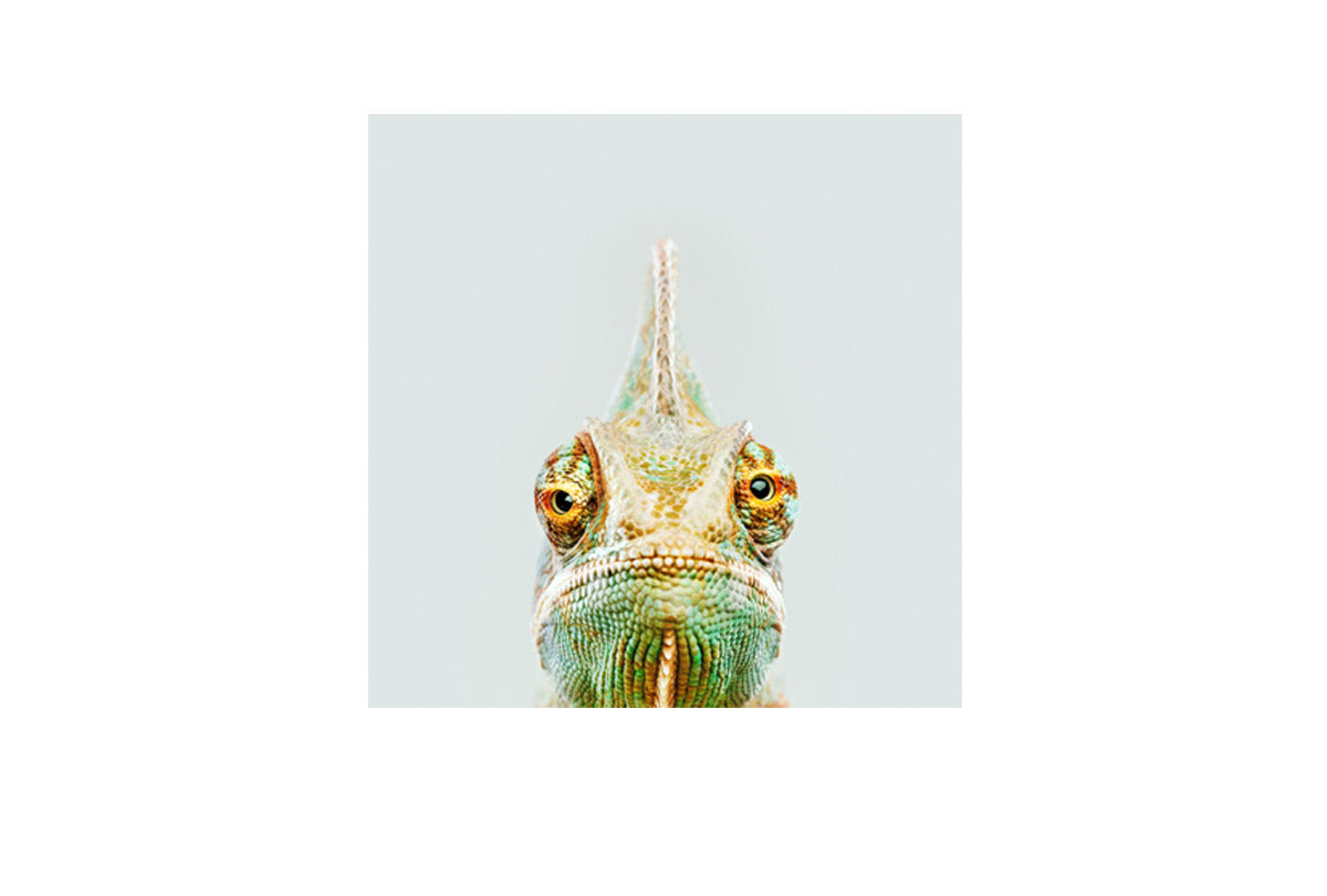 Cute Chameleon | Canvas Wall Art Print - Final Touch Decor