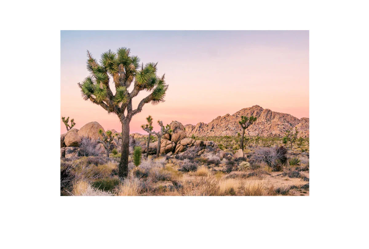 Desert Joshua Trees | Canvas Wall Art Print - Final Touch Decor